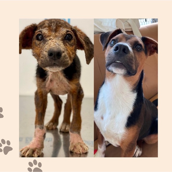 Cream Long Sleeve Wrap Bodysuit - Picture 8 of 8